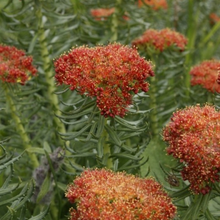 Rhodiola linearifolium